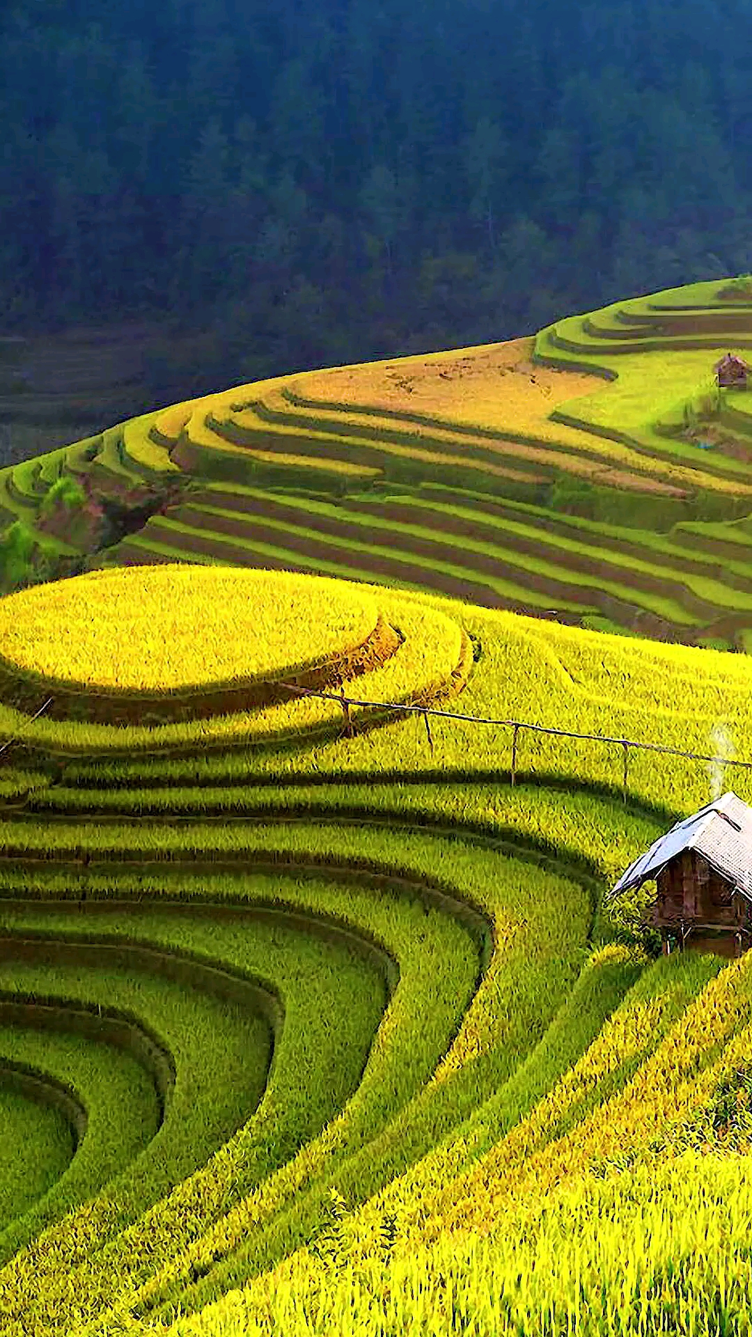 旅游进行时#要问秋天最美的风景,一定是这丰收的稻田