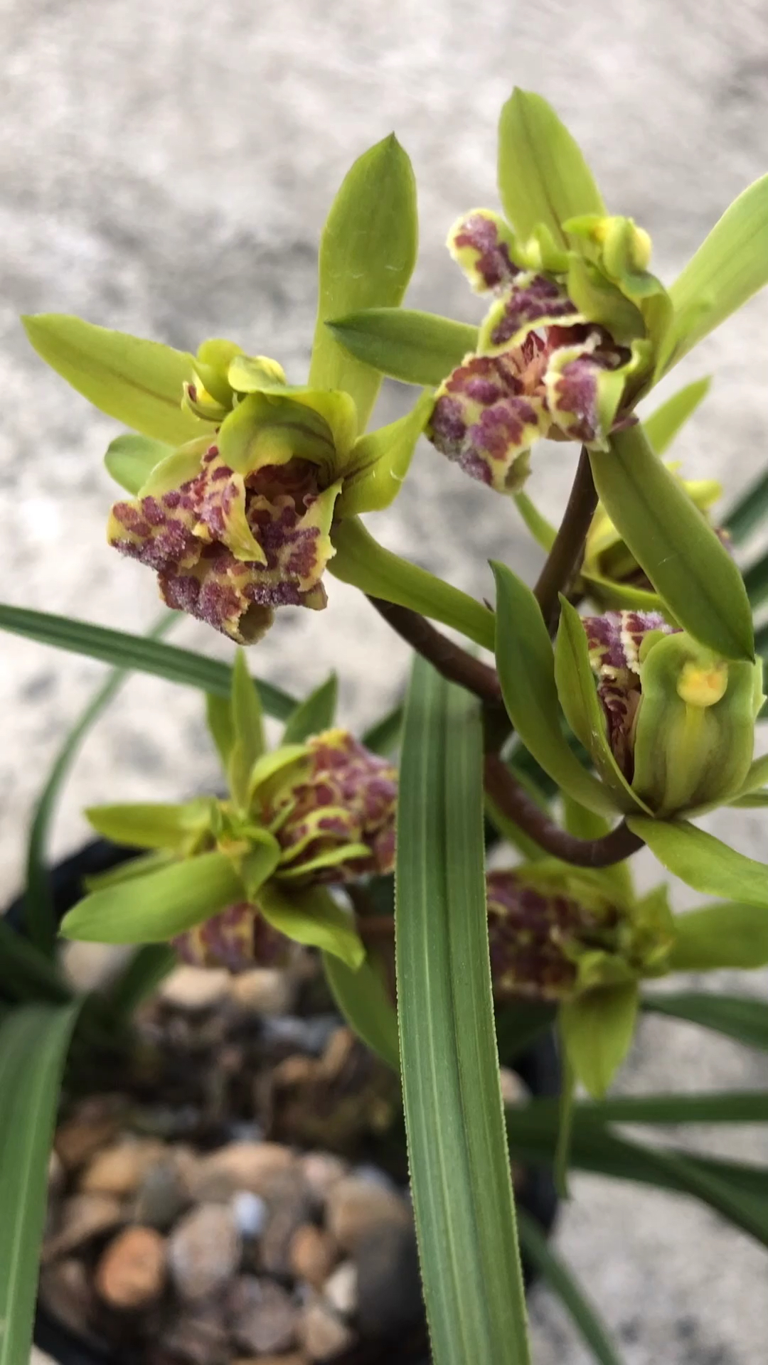 兰花蕙兰天娇牡丹浓香一杆多朵带现花