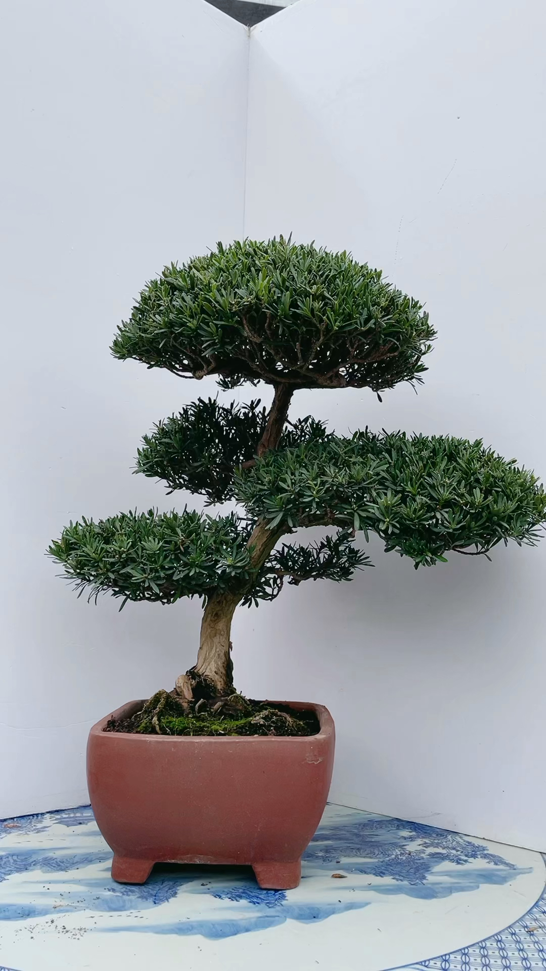 原生小叶雀舌罗汉松