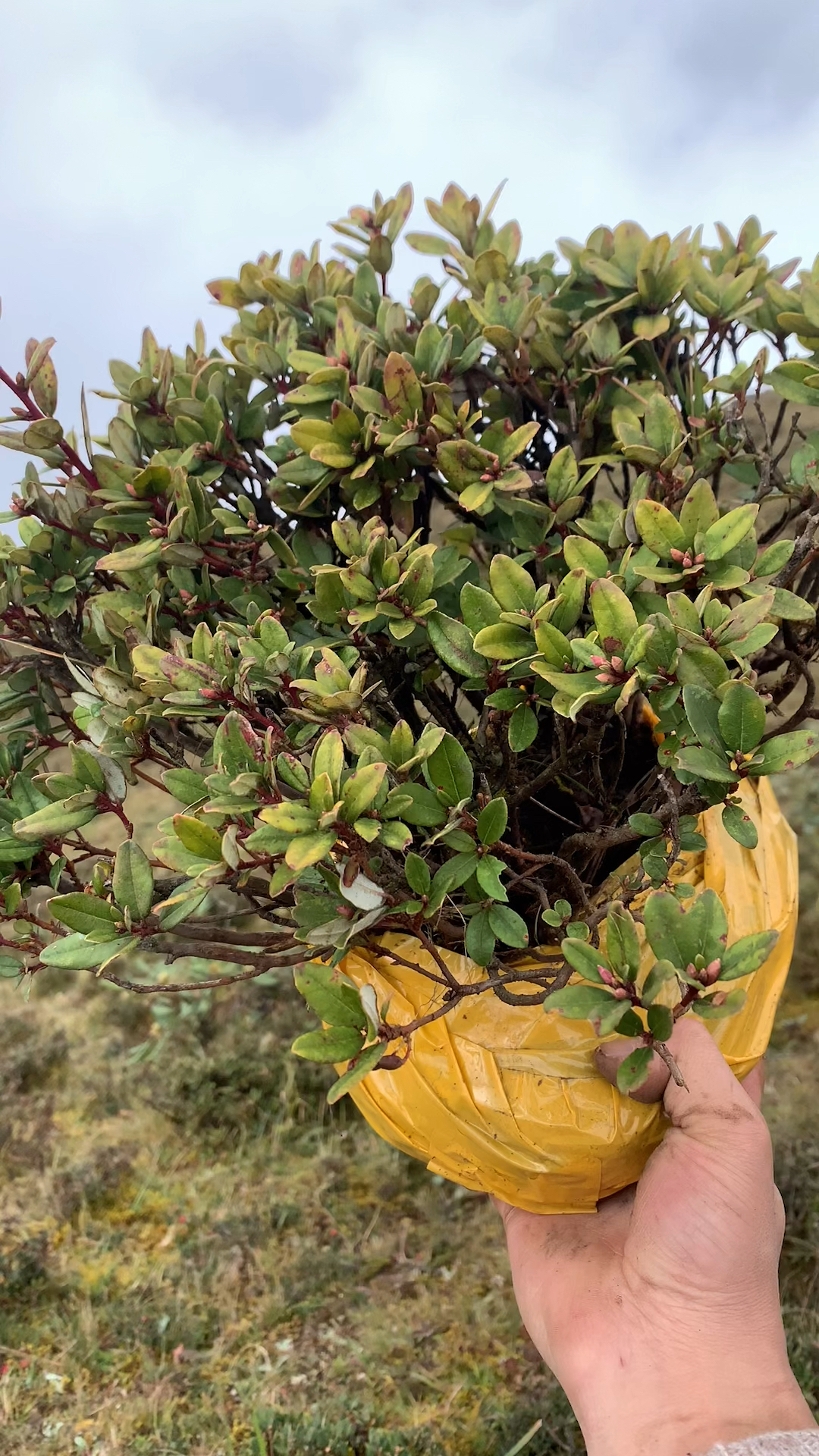 米叶杜鹃喜欢双击加关注