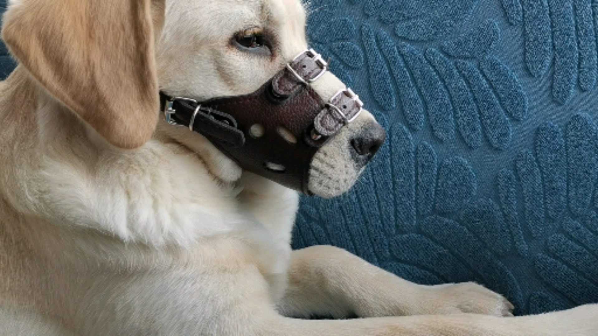 拿川狗子怎么办?