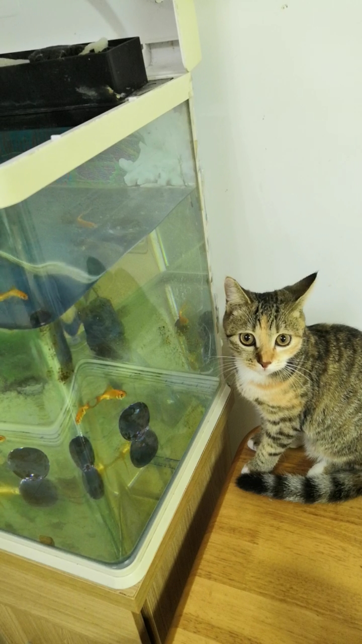混血狸花猫#贼嘻嘻的小:看个鱼容易么?总感觉有人看着
