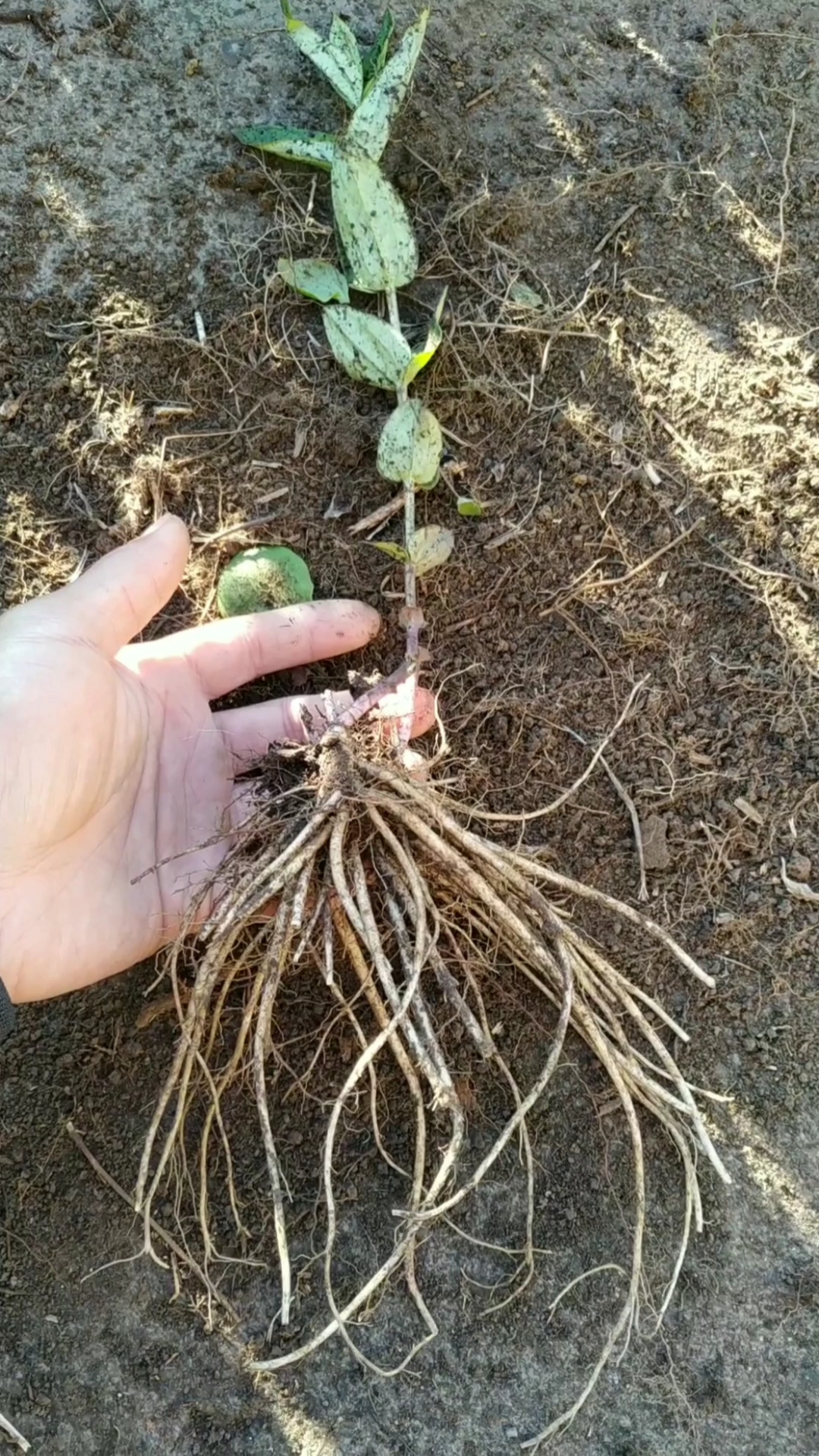 野生中药材龙胆草,挖到两棵,其中一棵秧苗碰掉了,入肝胆,比较苦寒的一