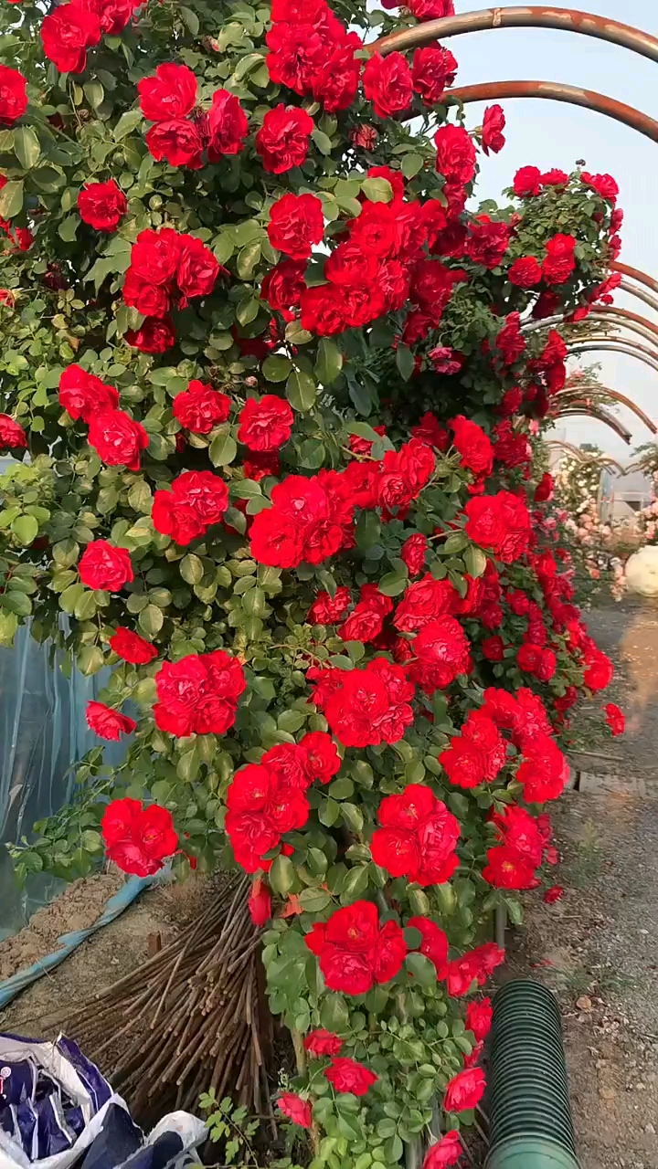 藤本月季鲁硕红花量多花期长多季循环开花抗病性极强的一款