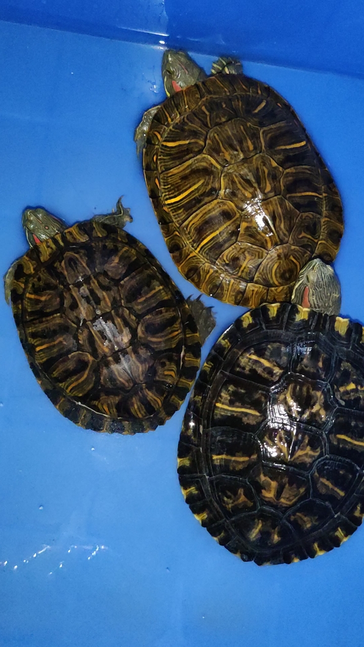 外来物种巴西龟