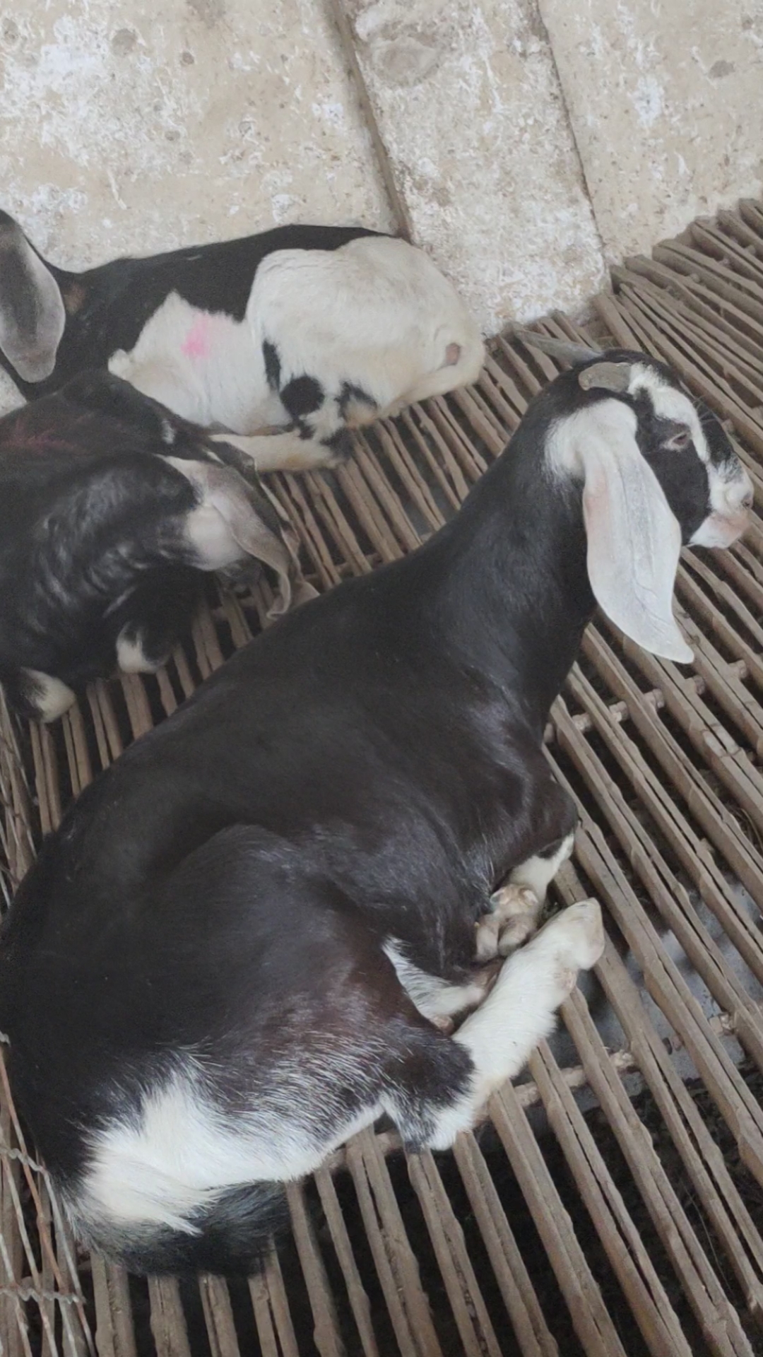 进口阿尔卑斯大耳羊,一手货源,喜欢的朋友关注我