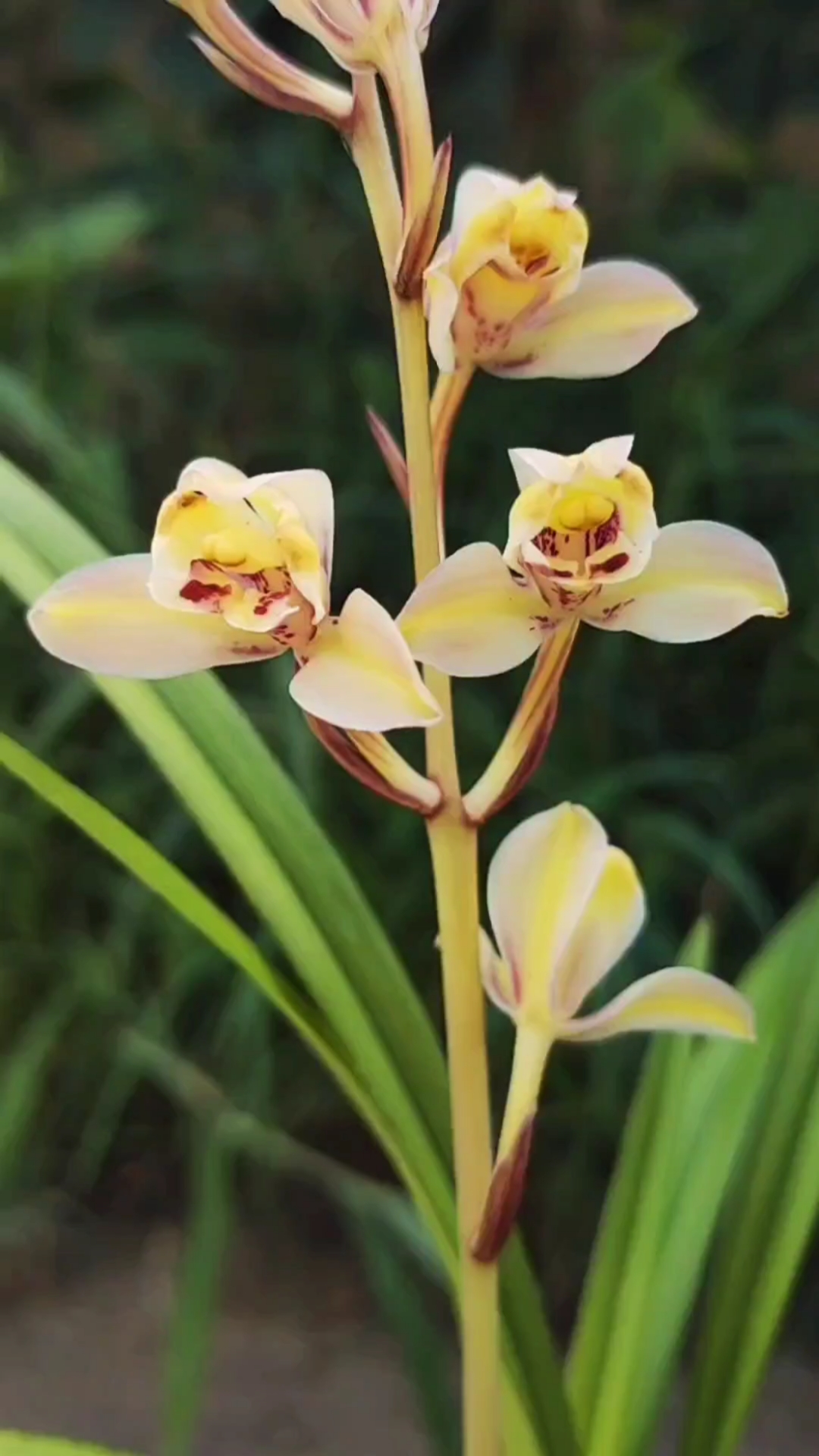 建兰市长红梅,今年开的比较早,先欣赏一下