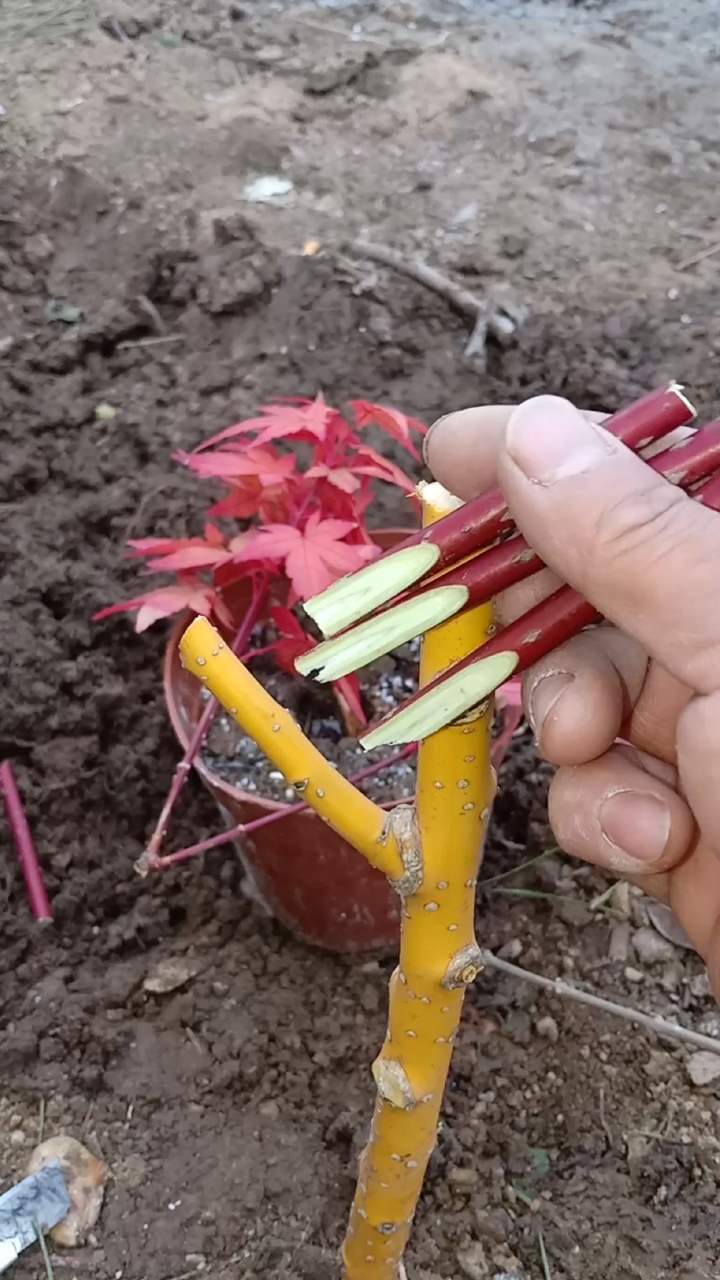 嫁接技术#黄金风嫁接红枫是这样操作的,你学会了吗?