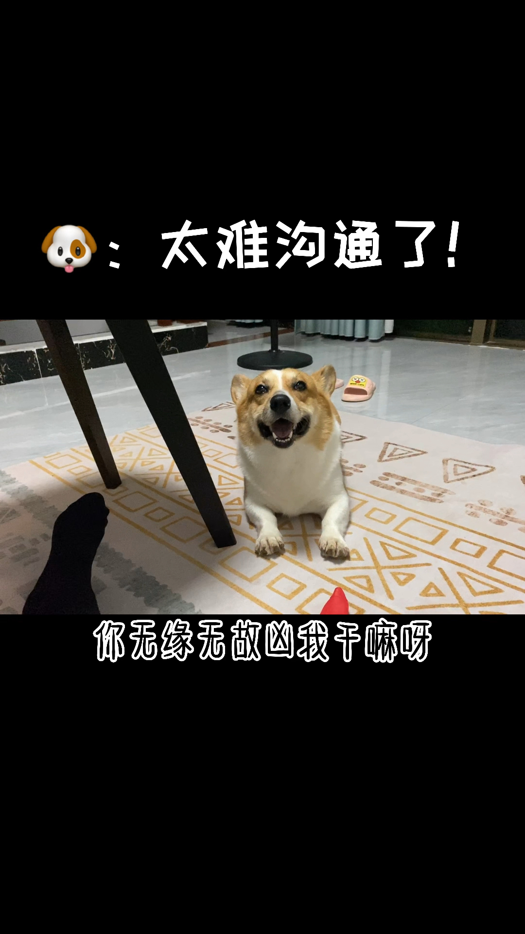 小小爱宠萌化你#狗:这届主子太难沟通了.