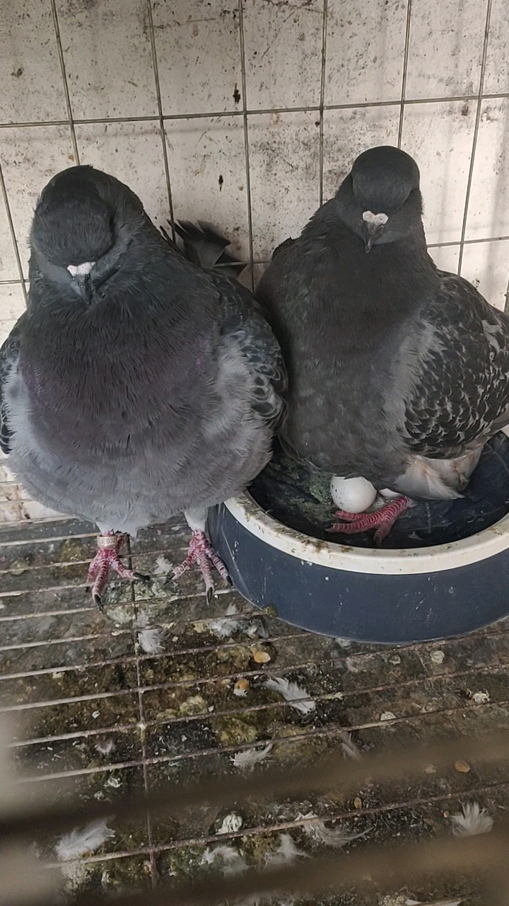 记录生活大体元宝鸽养殖赶也不会飞的大笨鸽子