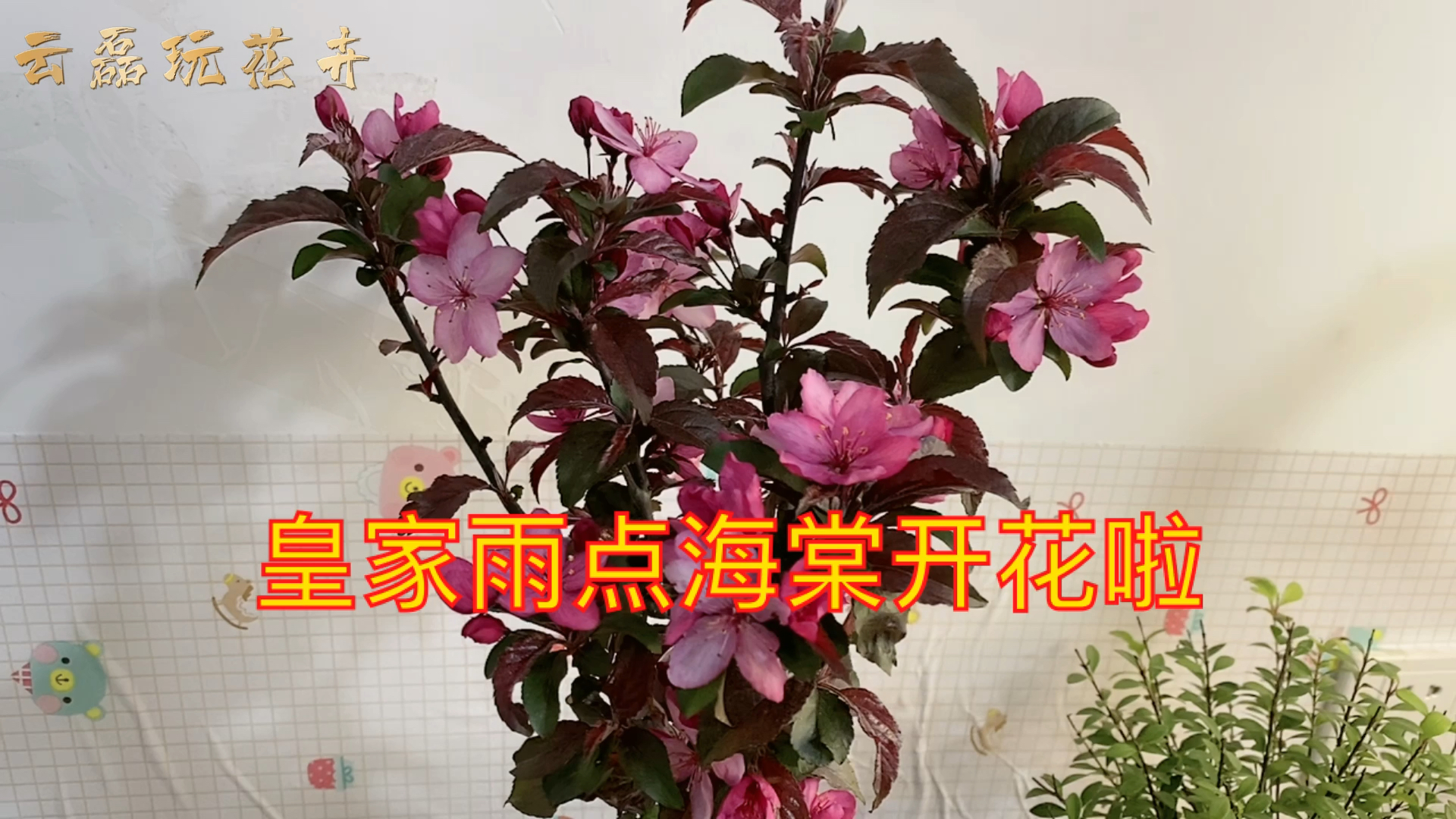 花卉綠植皇家雨點海棠開花了大家看看美不美你知道皇家雨點海棠如何