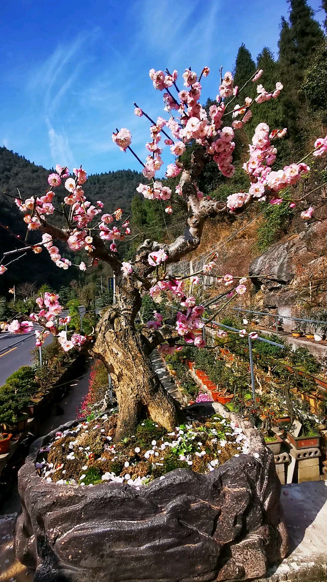 宫粉台阁梅花特征图片