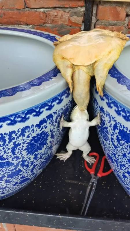 用我的蛤蟆功摔死你个王八蛋