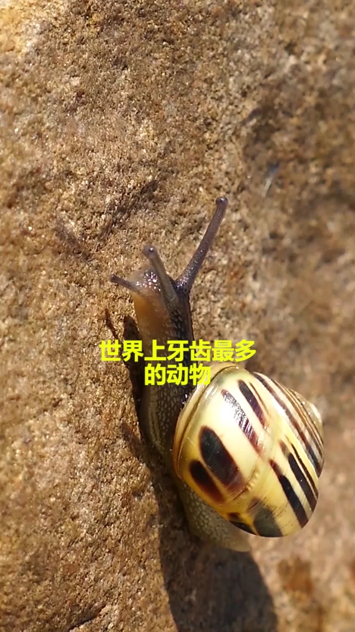 奇闻趣事抢先看#世界上牙齿最多的动物竟然是他