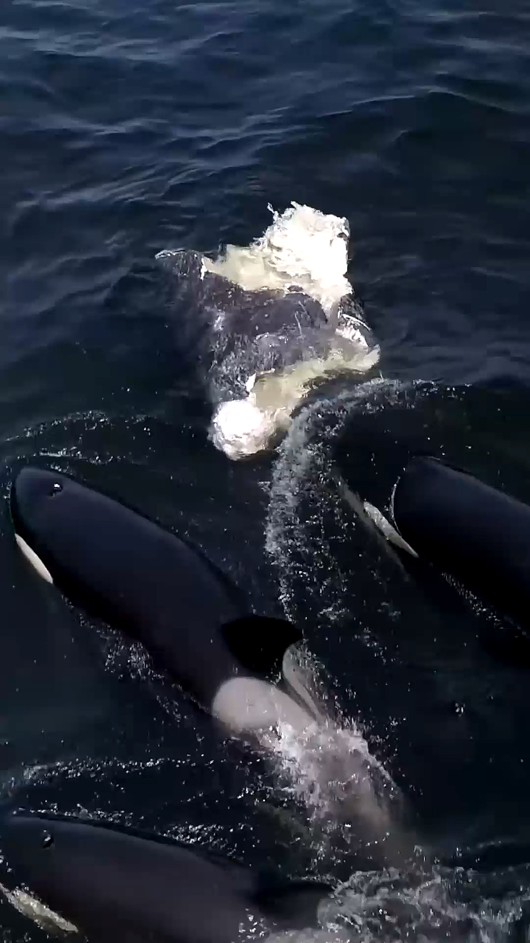 虎鲸#海洋虎鲸群蚕食灰鲸脂肪