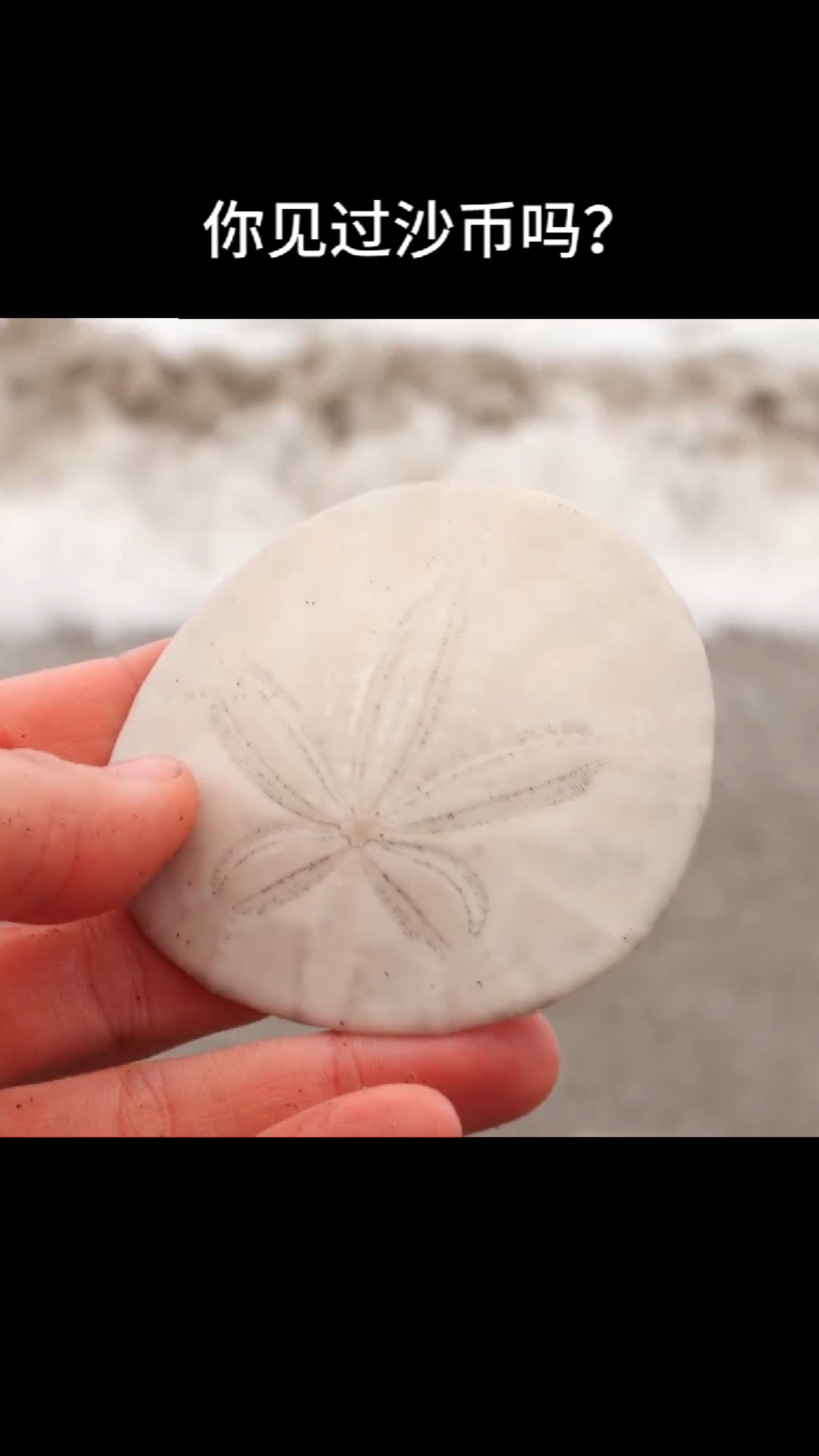 全民涨知识真正的沙币原来长这样