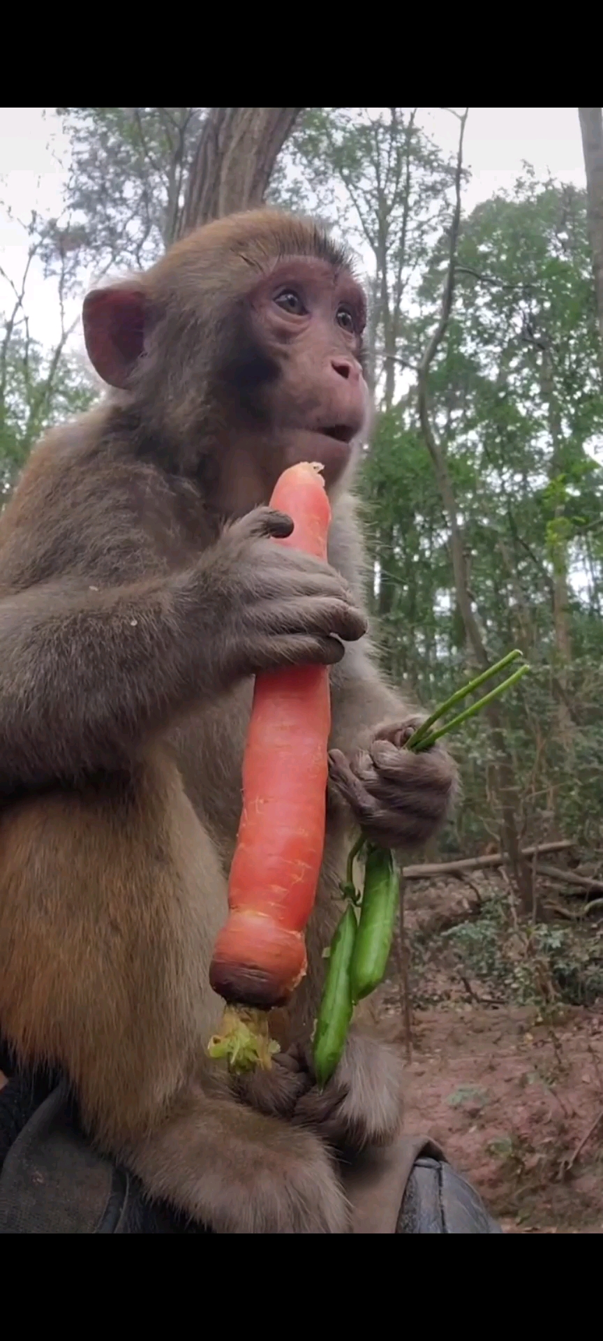 动物世界#这猴子生吃胡萝卜吃的好香啊