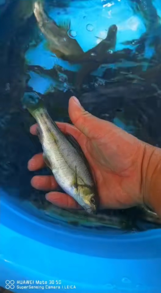 美食看中国此鱼估计云南的朋友认识滇池金线鲃