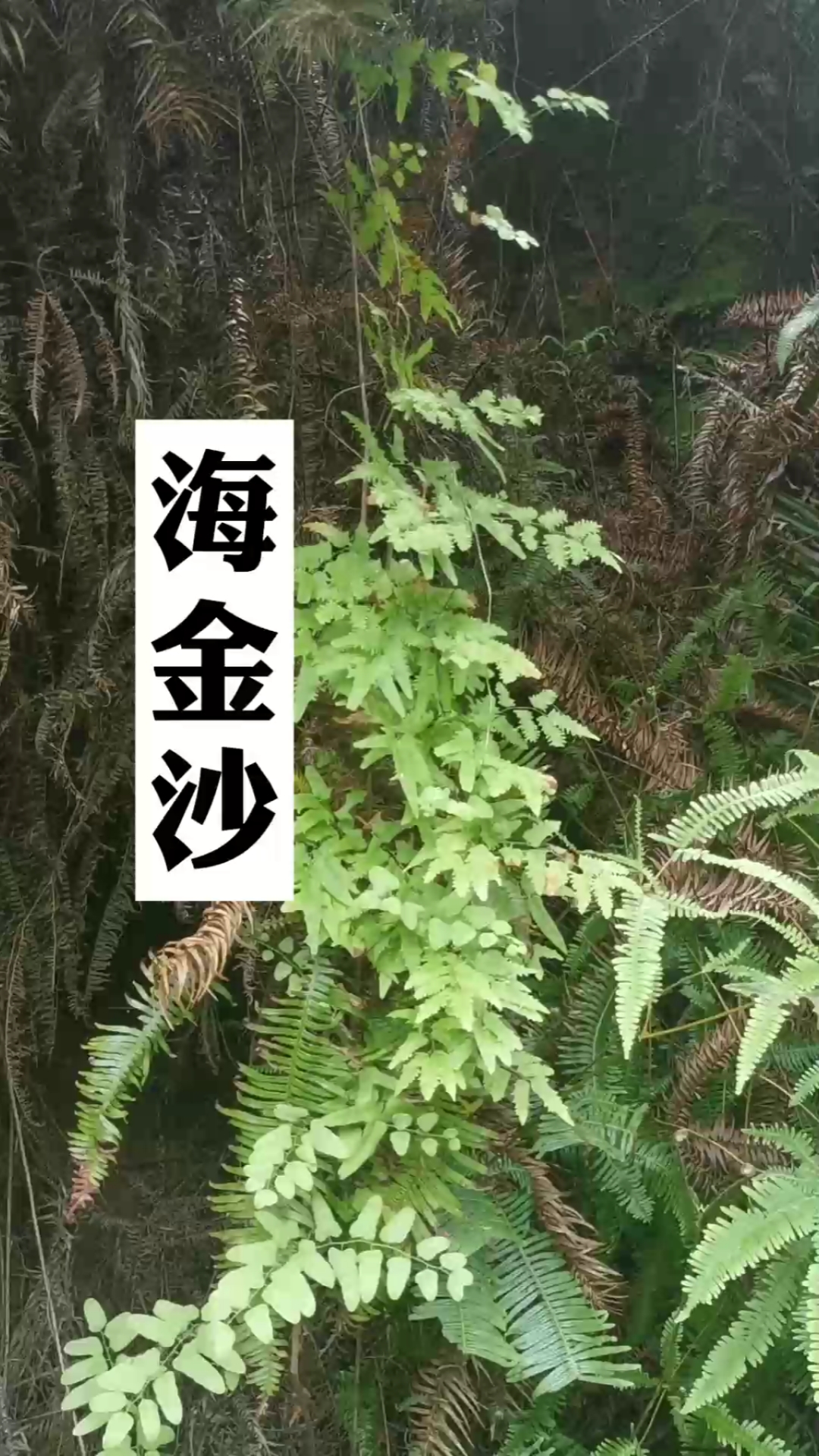 海金沙,一种会产沙子的奇怪植物-度小视