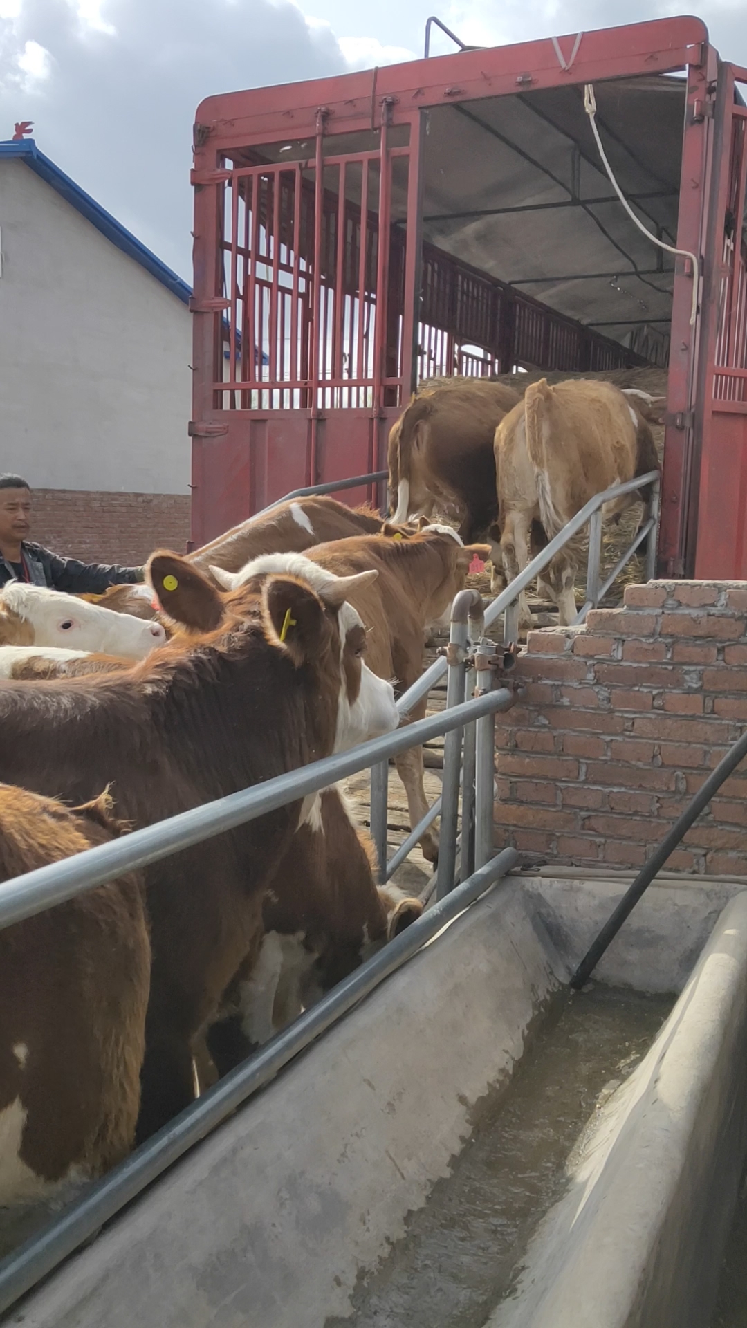 西门塔尔繁殖母牛,开始装车