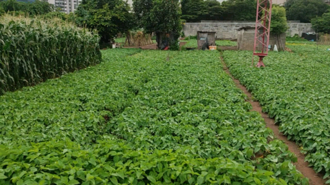 记录生活#一排排整齐的地瓜叶,劳动人民的成果.