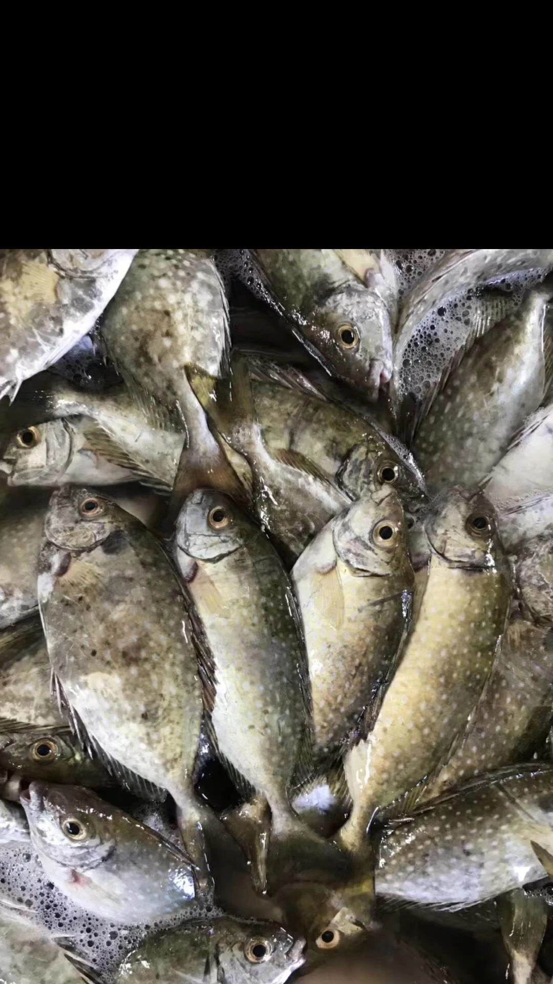 赶海捉海鲜#野生海货(泥猛鱼)-度小视