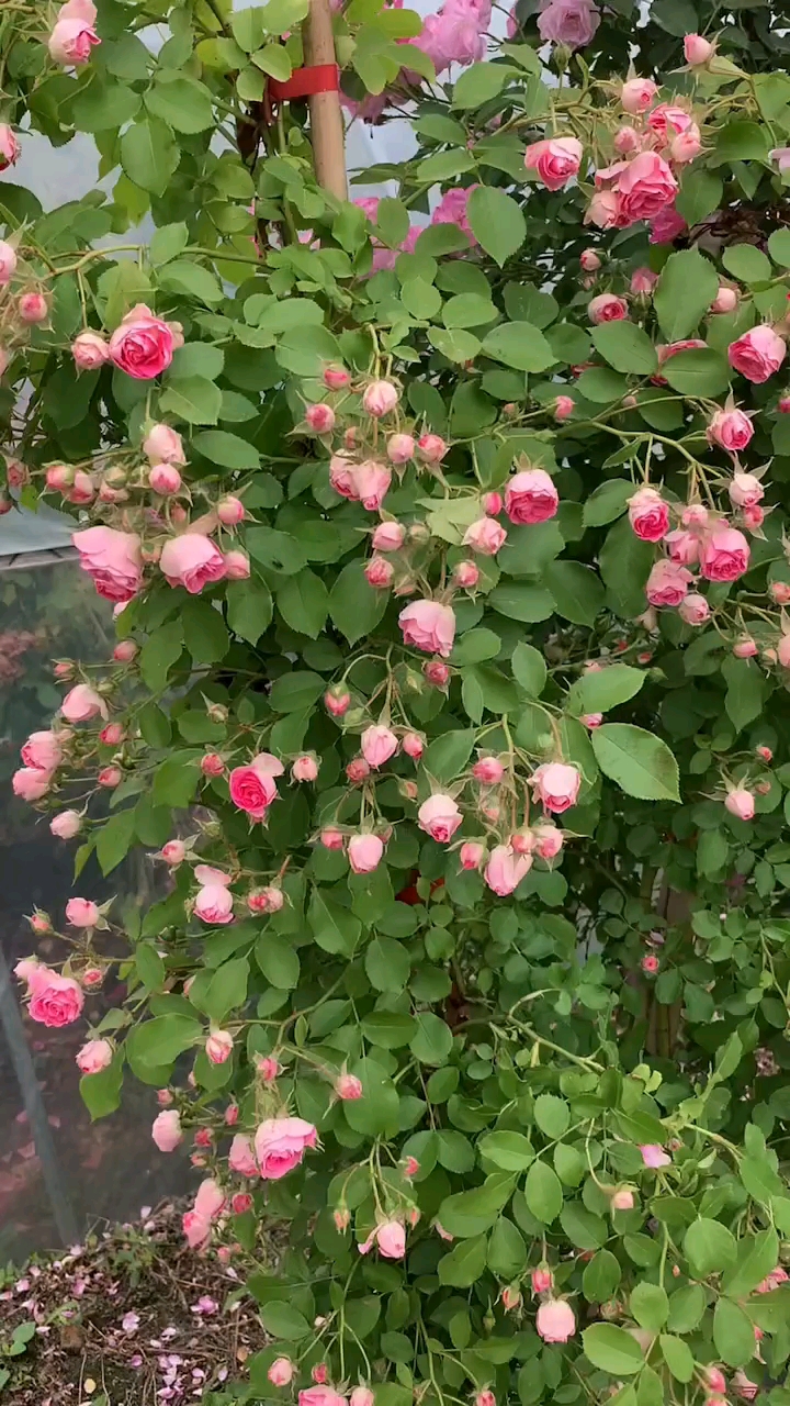 藤本月季胭脂扣花量多花期长多季循环开花