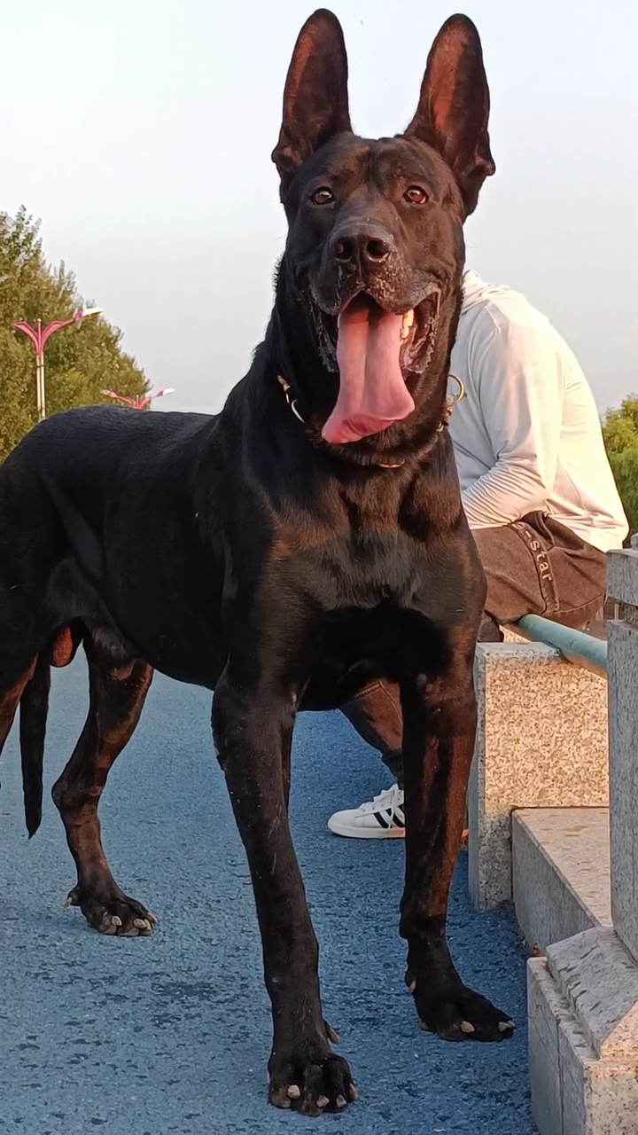 黑狼犬國犬中的驕傲黑狼犬