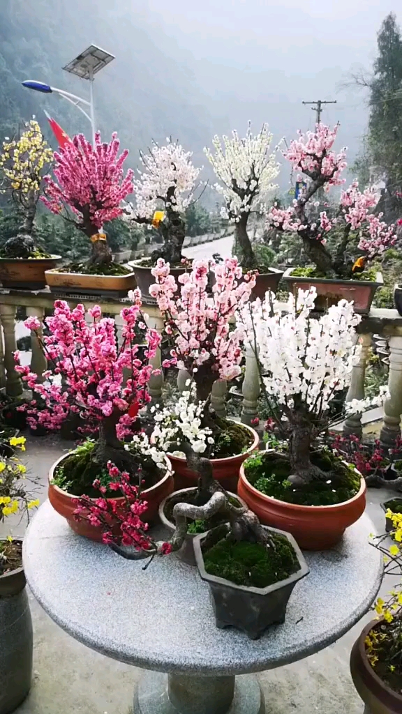 精品红梅盆载景观花