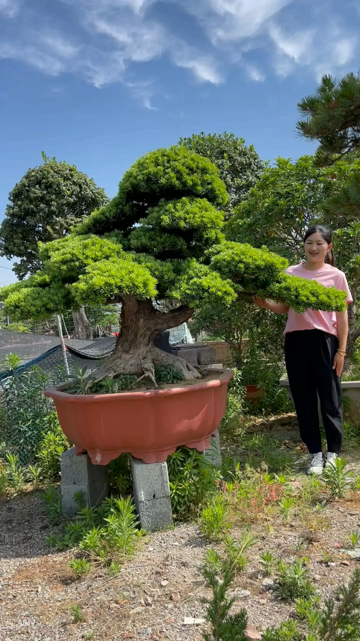 百年古桩罗汉松盆景