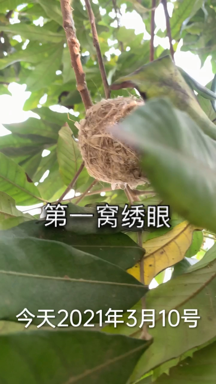 绣眼鸟#这么早绣眼就开始做窝了