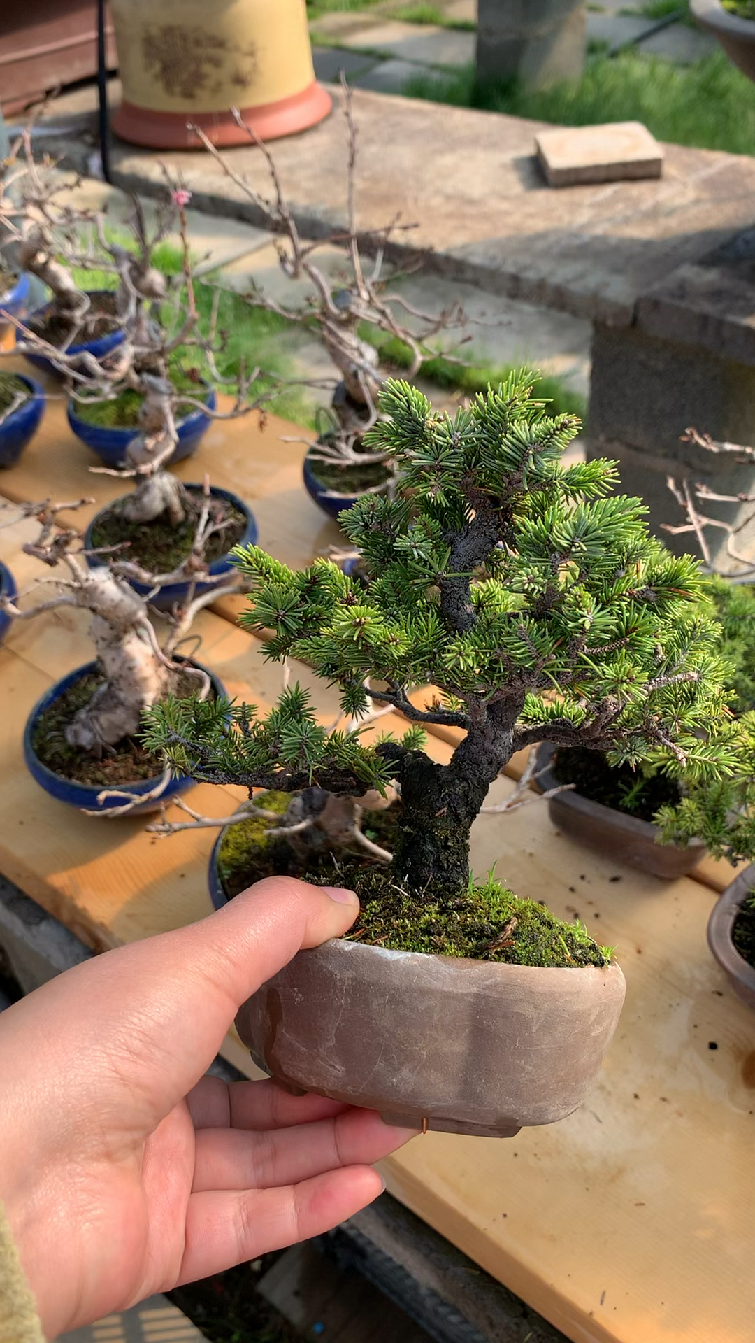 小品虾夷松盆景