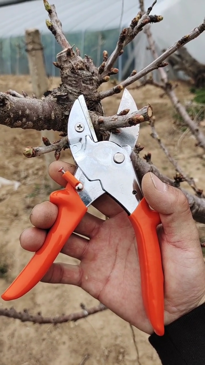 果树修剪#春季大樱桃果树修剪技术