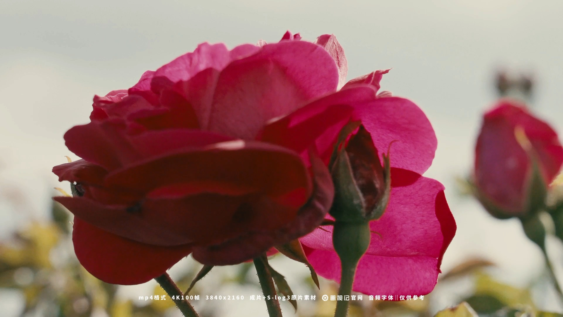 玫瑰花花田花朵特写,视频素材:画视记官网,bgm:阿梨粤-晚风心里吹