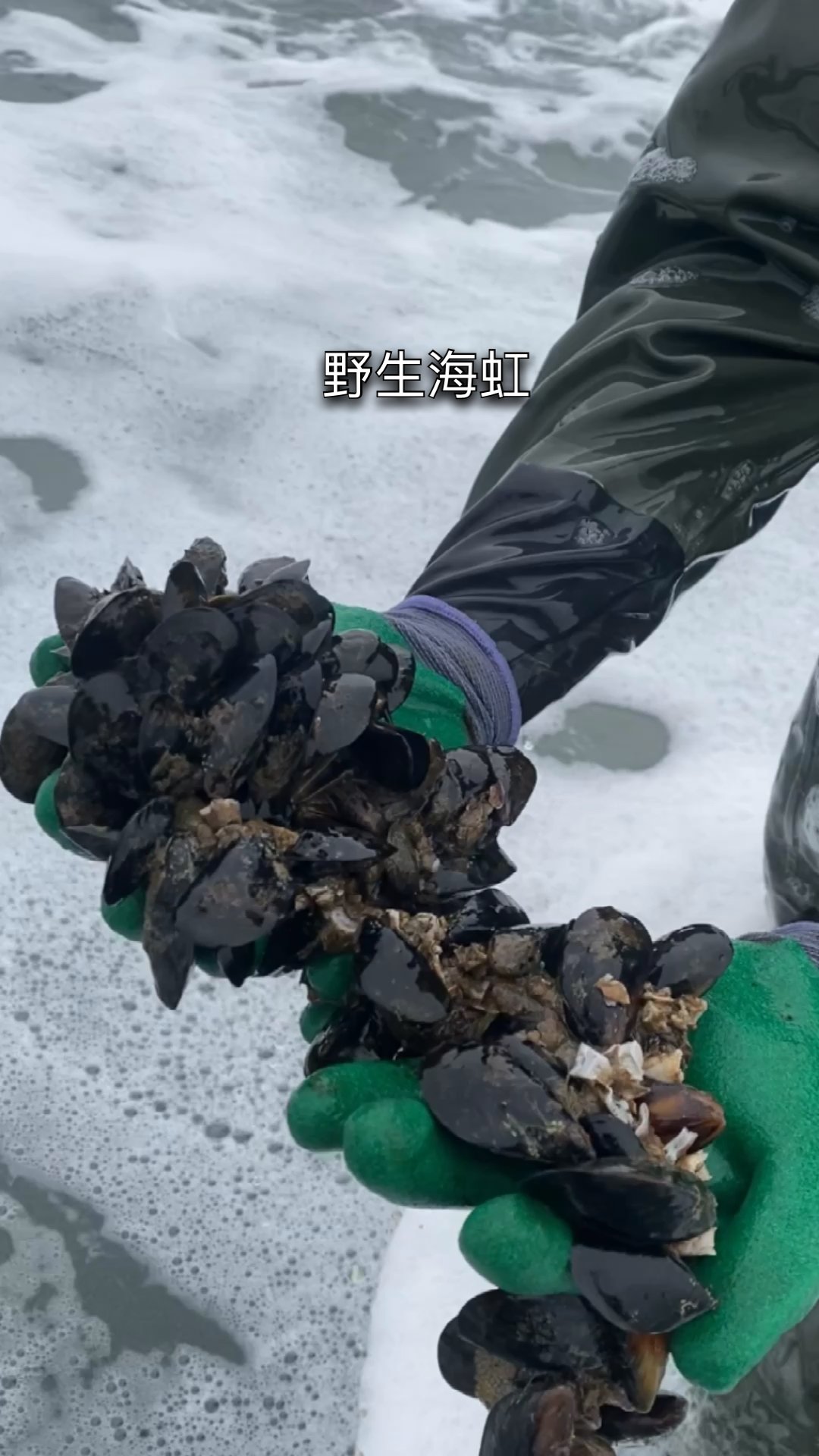 大白赶海意外发现大片野生海虹,一顿狂捡,可过瘾了!