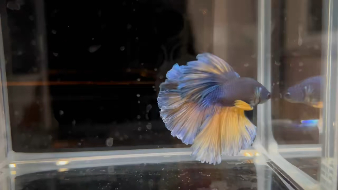 我家宠物不一样#泰国斗鱼马尾狮王半月母斗鱼观赏鱼热带鱼活体宠物