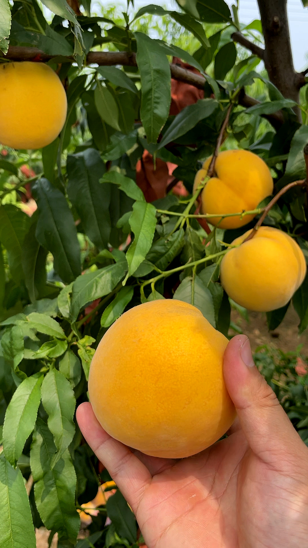 最甜的黄桃"锦香黄桃"特殊的香味让你回味无穷