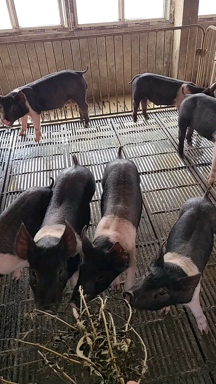 汉普夏种猪新美系汉普夏种公猪种母猪