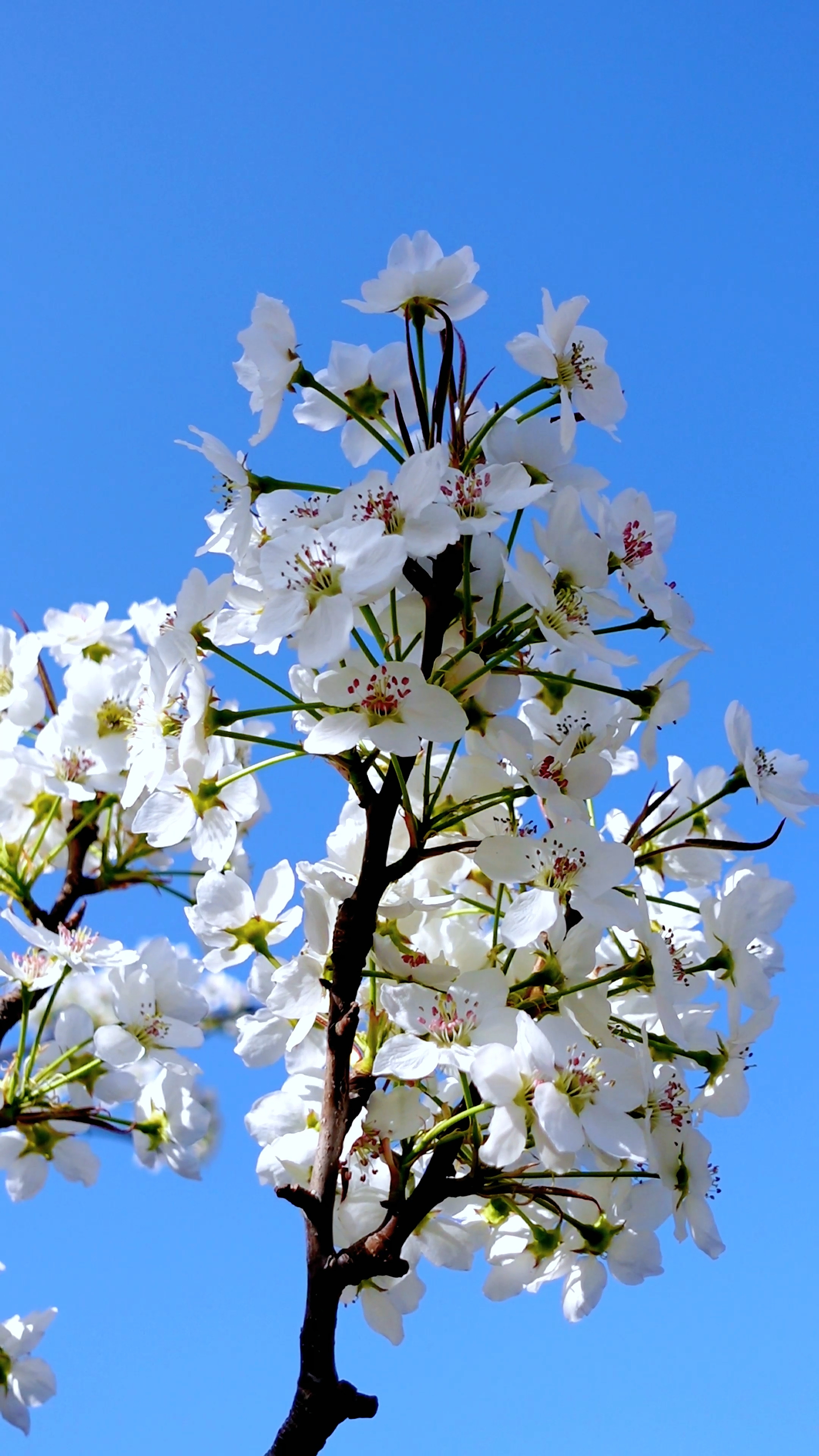 我的私藏景点#一树梨花映蓝天,风枝摇曳自悠然.
