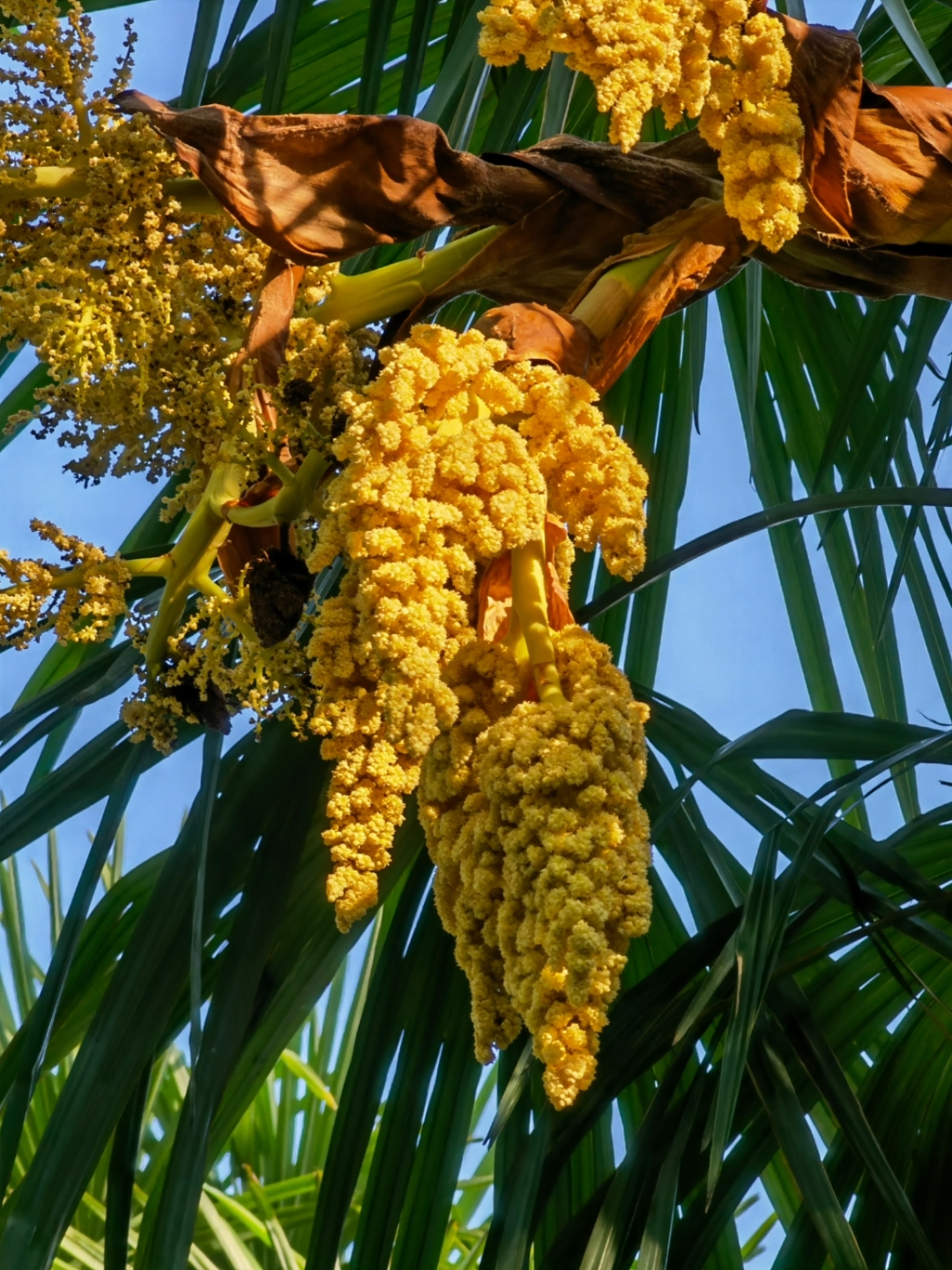 棕榈花 棕榈花