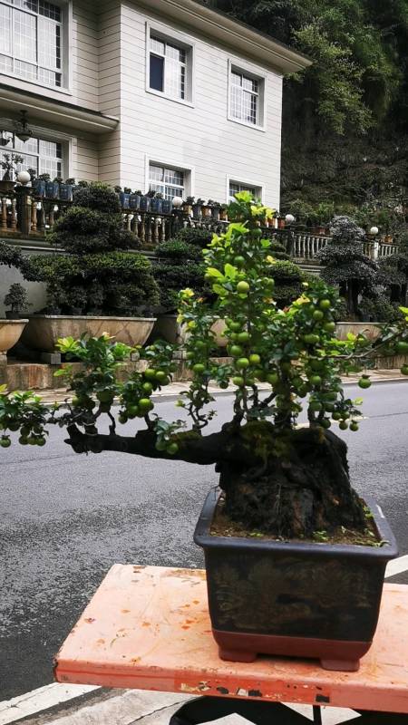 一本丛林车厘子血红果金弹子-度小视