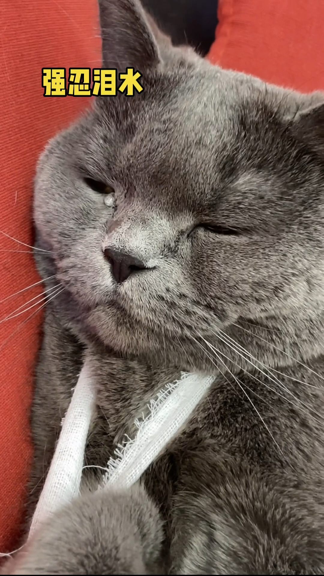 我家萌宠成精了#猫咪手欠的下场