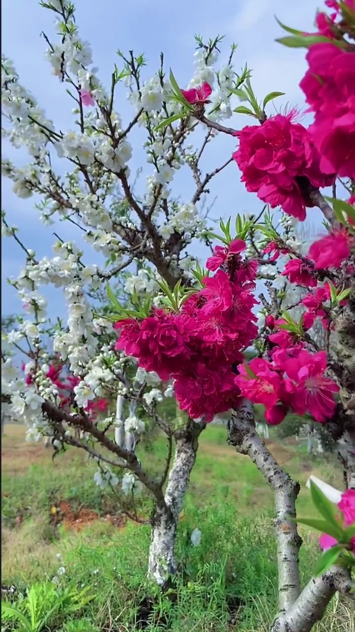 旅游进行时桃花杏花樱花梨花太美了你喜欢吗你喜欢什么花呢