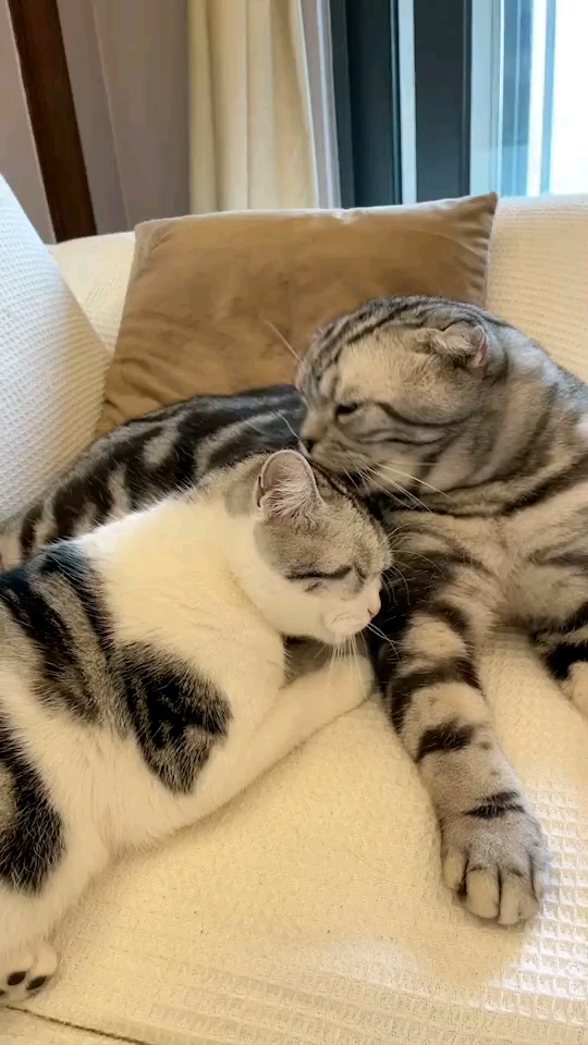 相亲相爱的两猫咪