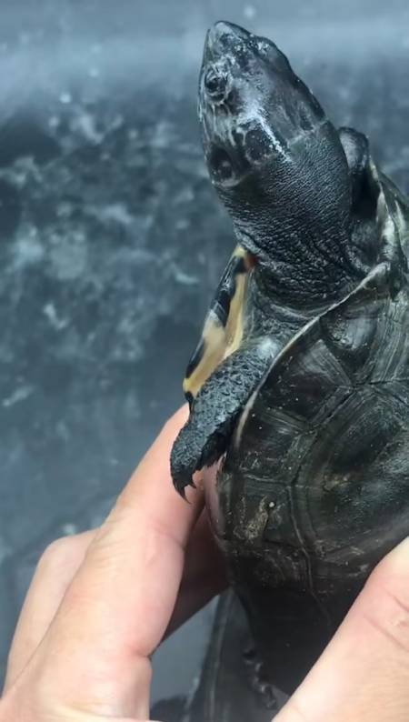 黑颈#分享黑颈龟母,有喜欢的点点关注不迷路