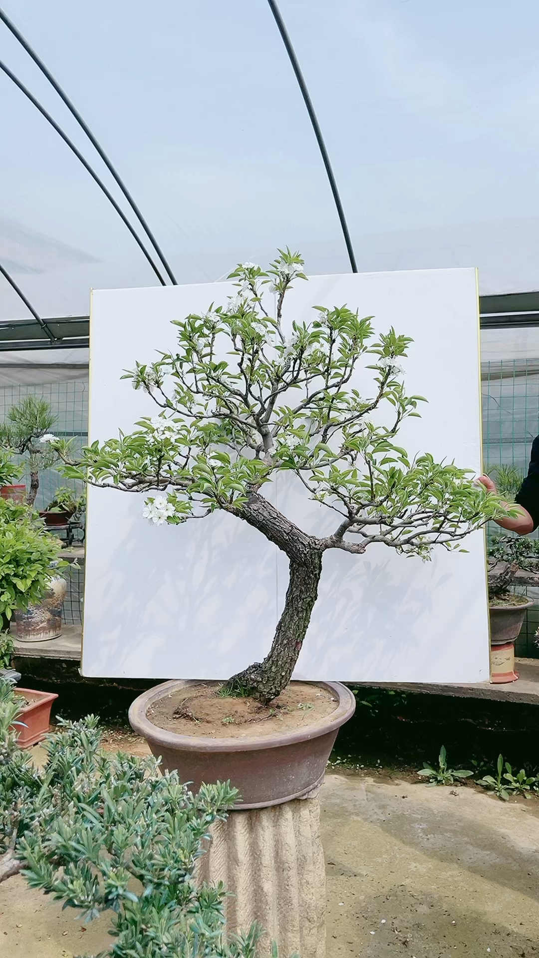 梨树盆景结果可食用