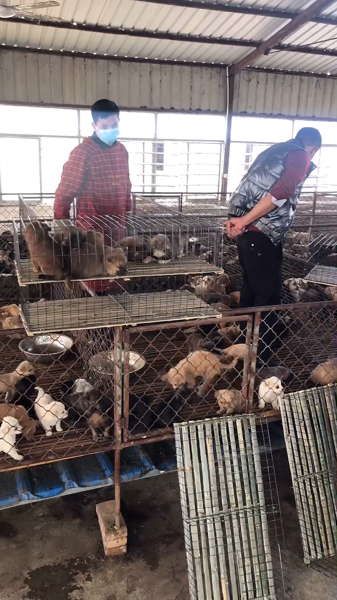 养殖肉狗见效快投资少风险低