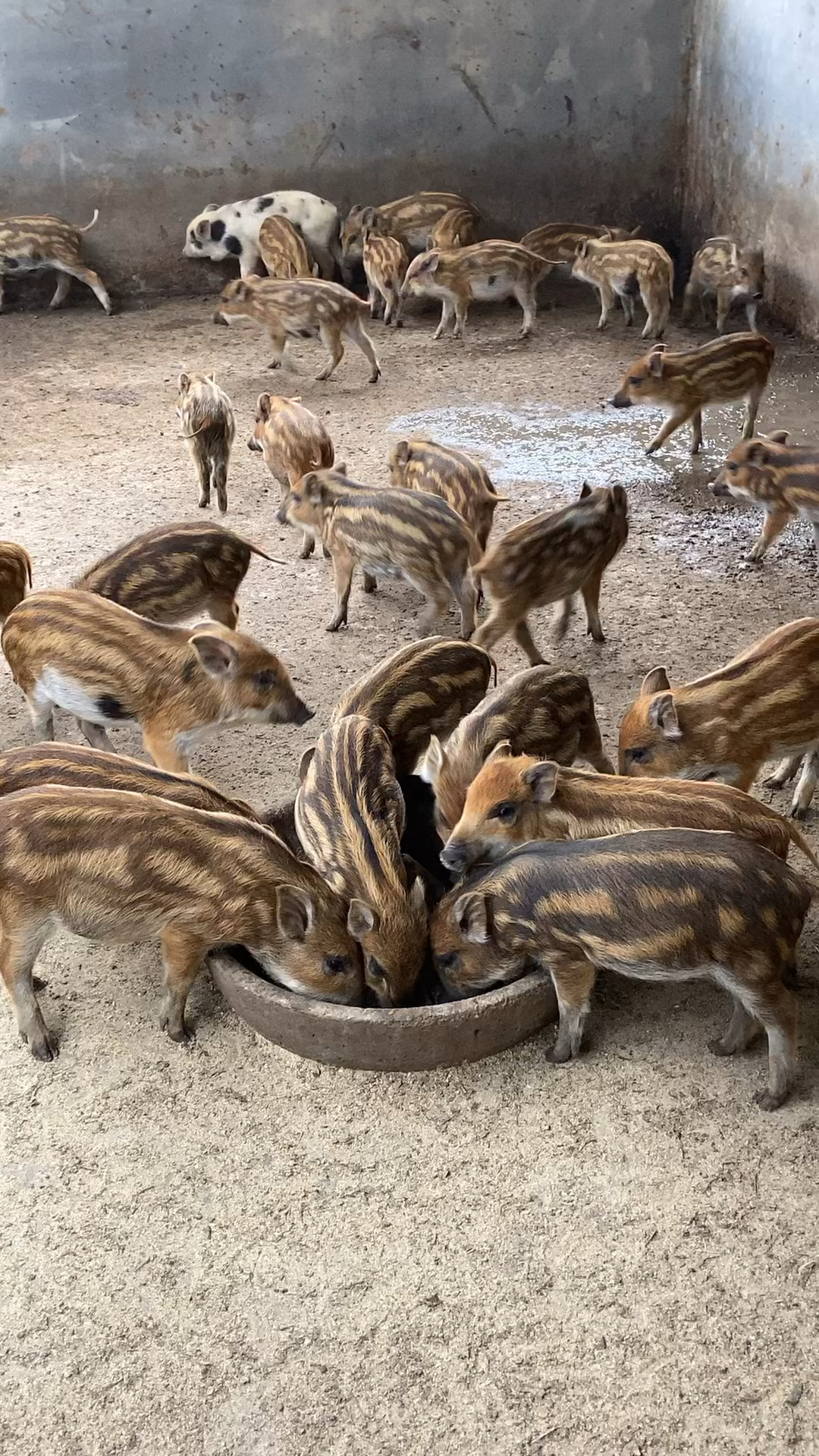 野猪苗养殖场野猪苗大量批发-度小视