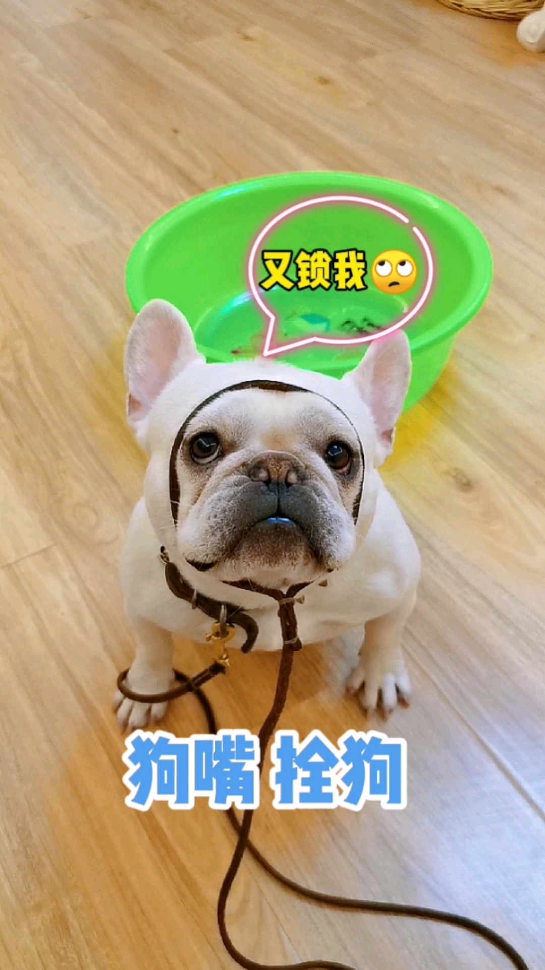 搞笑萌宠#我怀疑我家狗子脑壳是空的