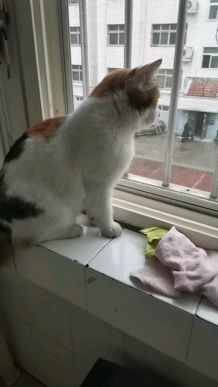 两猫在阳台的窗台上看外面的风景